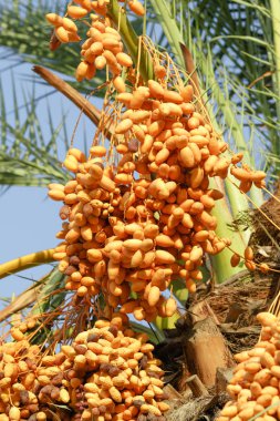 bir ağaç manzara üzerinde sarı tarihleri