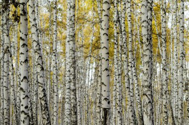 Sarı huş ağacı orman, geç sonbaharda