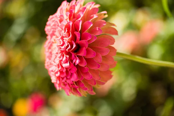 Autunno Fiore Luminoso Nel Paesaggio Estivo — Foto Stock