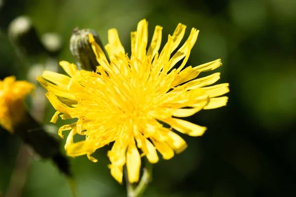 Kwiat Mniszek Natura Widok Zbliżenie — Zdjęcie stockowe