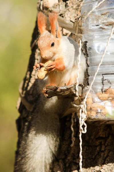 Squirrel Autumn Park Daytime — Stock Photo, Image
