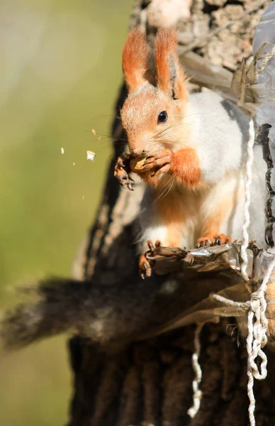 Écureuil Dans Parc Automne Pendant Journée — Photo