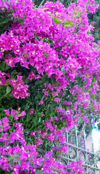 Bougainvillea Flores Púrpura Paisaje — Foto de Stock