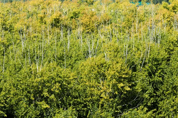 Bosque Caducifolio Bosque Compuesto Maderas Duras Arbustos — Foto de Stock