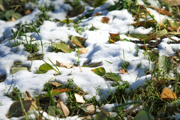 Prima Neve Sull Erba Verde Autunno — Foto Stock