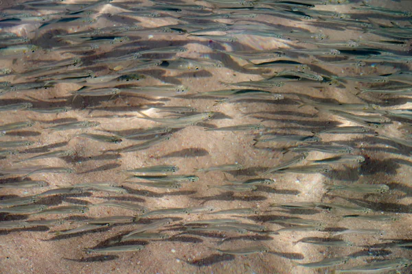 Een Heleboel Kleine Vissen Zwemmen Zee — Stockfoto