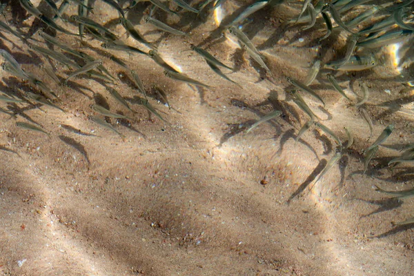 许多小鱼在海里游泳 — 图库照片