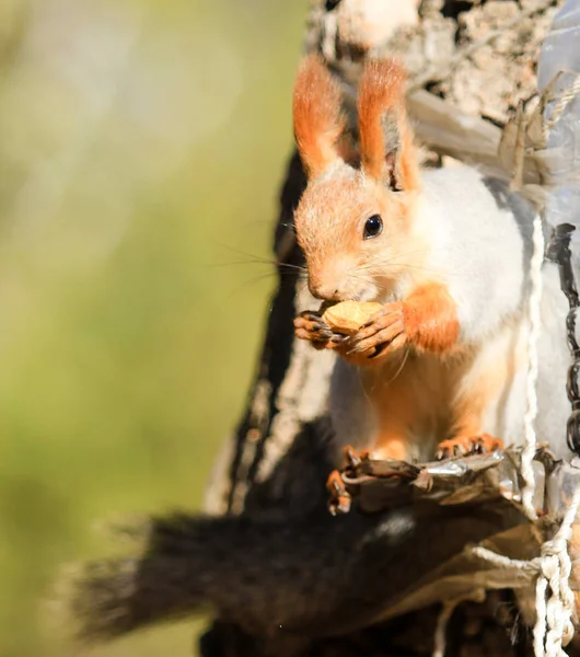 Wiewiórka Jesienny Park Ciągu Dnia — Zdjęcie stockowe
