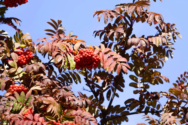 秋の風景の木ナナカマドの果実 — ストック写真