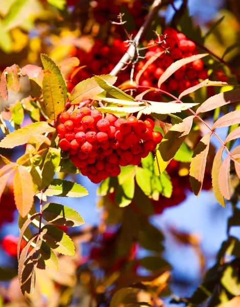 Frutos Ceniza Montaña Árbol Otoño Paisaje — Foto de Stock