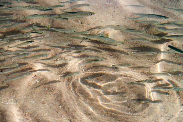 Muchos Peces Pequeños Nadan Mar — Foto de Stock