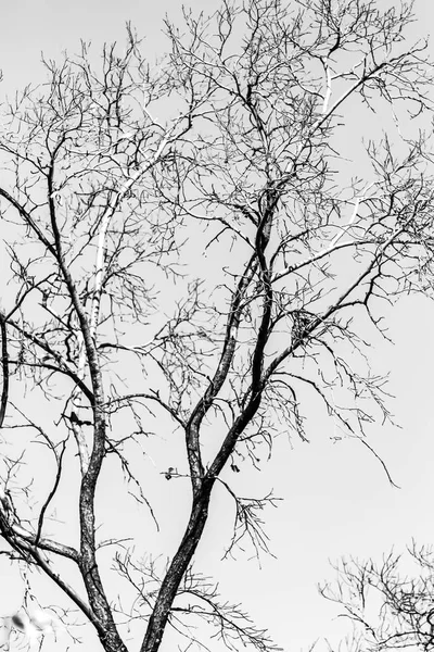 Silueta Ramas Árbol Sobre Fondo Blanco —  Fotos de Stock