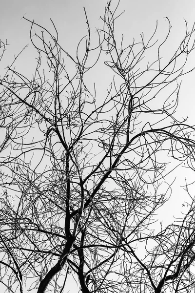 Silueta Ramas Árbol Sobre Fondo Blanco —  Fotos de Stock