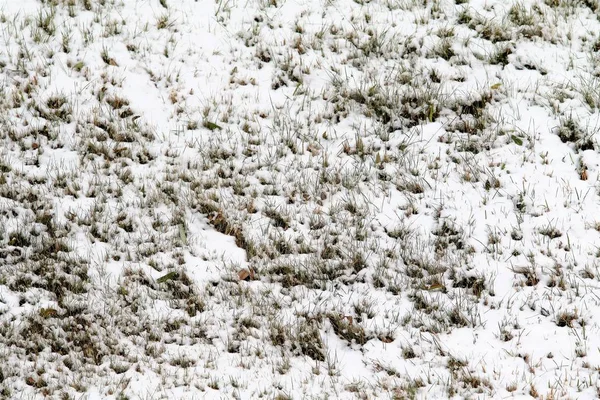 Erster Schnee Auf Dem Grünen Gras Herbst — Stockfoto