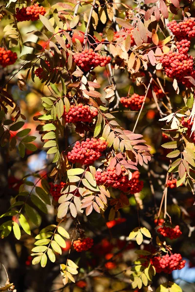 Fruits Mountain Ash Tree Autumn Landscape — Stock Photo, Image