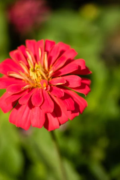 Otoño Flor Brillante Paisaje Verano —  Fotos de Stock