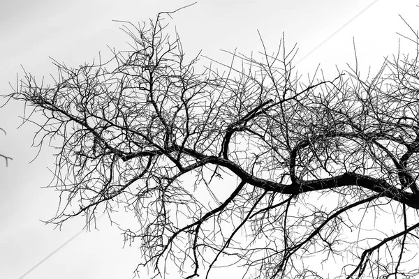 Arbre Branches Silhouette Sur Fond Blanc — Photo