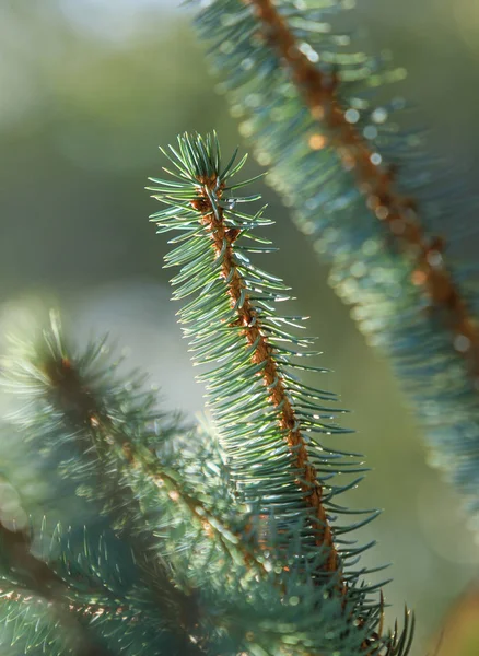 Green Spruce Branches Nature — Stock Photo, Image