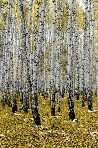 Yellow birch forest, late autumn — Stock Photo, Image