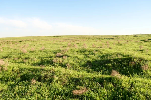 Paysage Froid Avec Herbe Verte Ciel — Photo