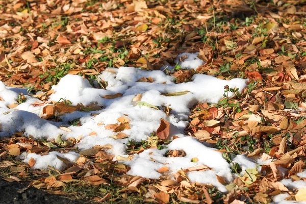 Prima Neve Sull Erba Verde Autunno — Foto Stock