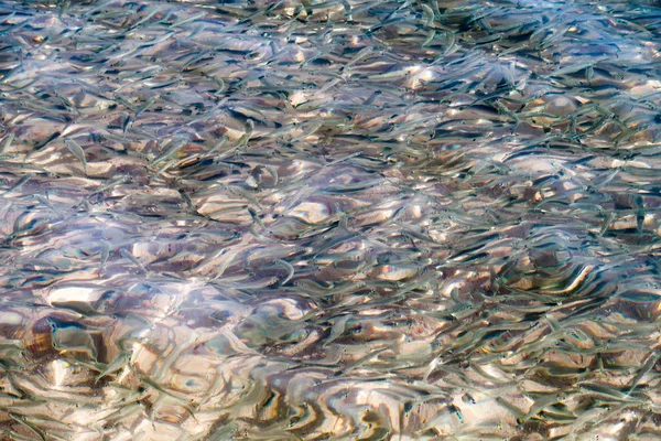 물고기의 바다에서 — 스톡 사진
