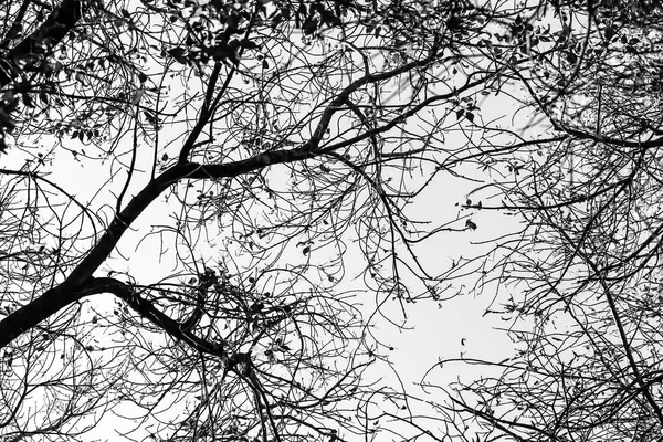 Sílhueta Ramos Árvore Fundo Branco — Fotografia de Stock