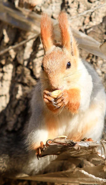 昼間で秋の公園でリスします — ストック写真