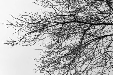 Beyaz arkaplanda ağaç dalları silueti