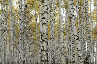 Sarı huş ağacı orman, geç sonbaharda