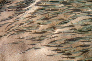 bir sürü küçük balık denizde yüzmek