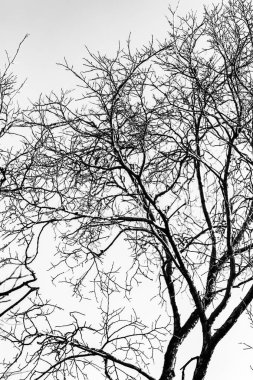 Beyaz arkaplanda ağaç dalları silueti