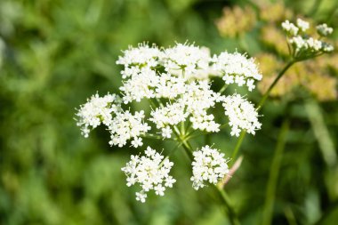 İnek maydanoz çiçek, yakın çekim
