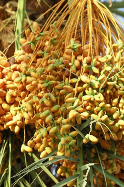 bir ağaç manzara üzerinde sarı tarihleri