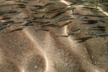 bir sürü küçük balık denizde yüzmek