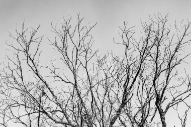 Beyaz arkaplanda ağaç dalları silueti