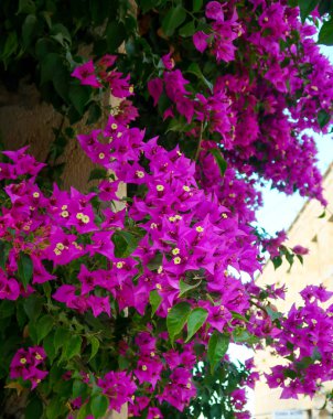 Begonvil mor çiçekler, peyzaj