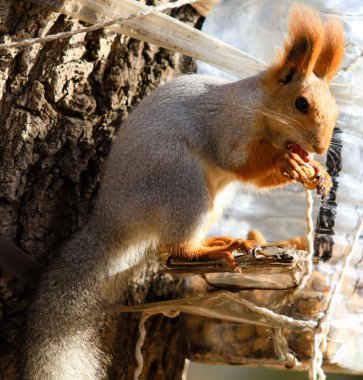 Sonbahar parkta gündüz sincap
