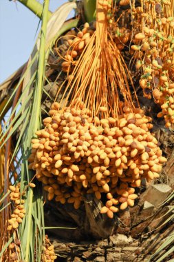 bir ağaç manzara üzerinde sarı tarihleri
