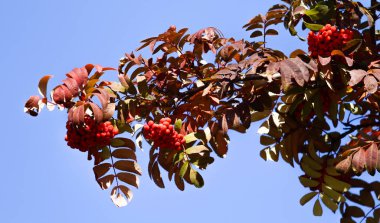 meyve ağacı sonbahar manzara içinde dağ kül
