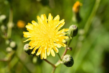 Karahindiba Çiçek Doğa, closeup görünümü