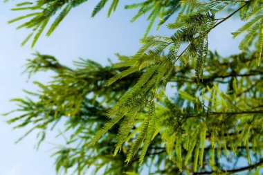 akasya yaprakları mavi gökyüzü