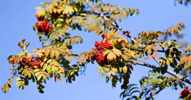 meyve ağacı sonbahar manzara içinde dağ kül