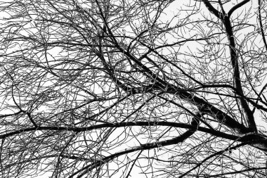 Beyaz arkaplanda ağaç dalları silueti