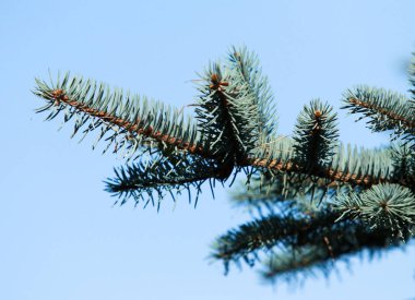 Yeşil çam dalları, doğa