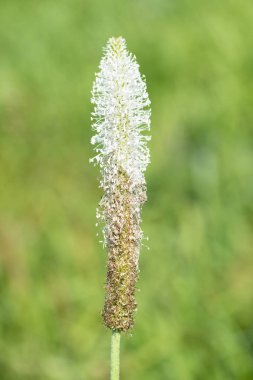 Çiçek muz yaz doğa manzara