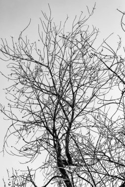 Beyaz arkaplanda ağaç dalları silueti