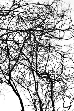 Beyaz arkaplanda ağaç dalları silueti