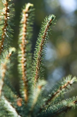 Yeşil çam dalları, doğa