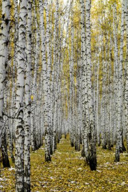 Sarı huş ağacı orman, geç sonbaharda